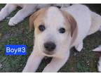 Adopt Cameron a White - with Tan, Yellow or Fawn Great Pyrenees / Labrador