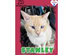 Adopt Stanley a Domestic Shorthair / Mixed (short coat) cat in Kingman