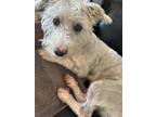 Adopt Ziggy a White Terrier (Unknown Type, Small) / Mixed dog in San Diego