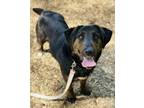 Adopt Rabun a Black - with Brown, Red, Golden, Orange or Chestnut Labrador