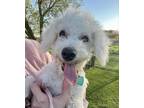 Adopt Ben Affleck a White Poodle (Miniature) / Bichon Frise / Mixed dog in