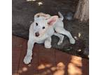Adopt Bugsy a White German Shepherd Dog / Mixed dog in Encinitas, CA (41434206)
