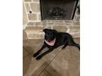 Adopt Lacey a Black Labrador Retriever / Mixed dog in New Braunfels