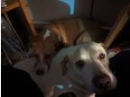 Adopt Benji a Tan/Yellow/Fawn - with White Beagle / Mixed dog in Oak Ridge