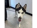 Adopt Sadie a Siberian Husky / Mixed dog in Des Moines, IA (41434196)