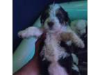 Shih Tzu Puppy for sale in Surprise, AZ, USA