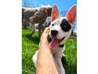 Adopt Lakelyn a White - with Black Cattle Dog / Mixed dog in Cedarburg