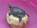 Adopt NINA a Turtle - Other reptile, amphibian, and/or fish in Tustin