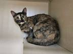Adopt Penelope a Tortoiseshell Domestic Shorthair (short coat) cat in Laramie