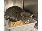 Adopt Frank a Domestic Shorthair / Mixed cat in LAFAYETTE, LA (41434034)