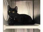 Adopt Gypsy a Domestic Shorthair / Mixed cat in LAFAYETTE, LA (41434033)