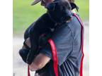 Adopt Sundra a Black Australian Shepherd / Mixed dog in Cedarburg, WI (41287170)