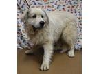 Adopt Duncan a White Great Pyrenees / Mixed dog in Gainesville, GA (41400378)