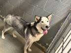 Adopt Alika a White Husky / Mixed dog in Los Lunas, NM (41433361)