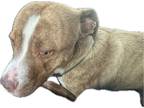 Adopt Nicholas a Tan/Yellow/Fawn Mixed Breed (Medium) / Mixed dog in Amarillo