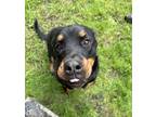 Adopt Selena a Rottweiler / Mixed dog in Abbotsford, BC (41358032)