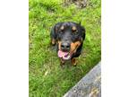 Adopt Selena a Rottweiler / Mixed dog in Abbotsford, BC (41358032)