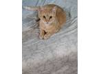 Adopt Princess a Orange or Red Tabby Tabby / Mixed (short coat) cat in Los
