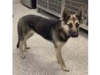 Adopt Ripley* a German Shepherd Dog / Mixed dog in Pomona, CA (41434104)