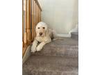 Adopt Sadie a Tan/Yellow/Fawn - with White Goldendoodle / Mixed dog in