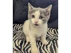 Adopt Zuke a Gray or Blue (Mostly) Domestic Shorthair (short coat) cat in
