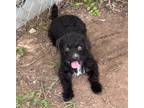 Adopt Edna a Black Poodle (Standard) / Mixed dog in Houston, TX (41423206)