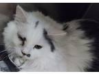 Adopt Sweet Boy a White Domestic Longhair / Domestic Shorthair / Mixed cat in