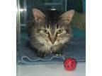 Adopt Muffin a Brown Tabby Domestic Longhair / Mixed Breed (Medium) / Mixed