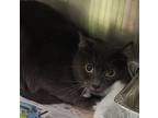 Adopt George a Gray or Blue Domestic Shorthair / Mixed Breed (Medium) / Mixed