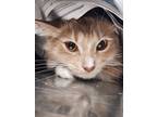 Adopt Marshmellow a Cream or Ivory Domestic Longhair / Mixed Breed (Medium) /