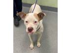 Adopt Ice Cream Cake a White American Pit Bull Terrier / Mixed dog in Longview