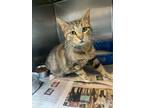 Adopt Peggy a Gray or Blue Domestic Shorthair / Mixed Breed (Medium) / Mixed
