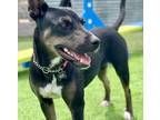 Adopt Rylie (Paws in the Pen) a Black Shepherd (Unknown Type) / Mixed Breed