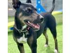 Adopt Rylie (Paws in the Pen) a Black Shepherd (Unknown Type) / Mixed dog in