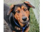 Adopt Rufus a Rottweiler / German Shepherd Dog / Mixed dog in Vancouver
