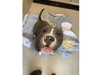 Adopt Ignatius a Gray/Blue/Silver/Salt & Pepper American Pit Bull Terrier /
