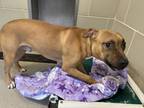 Adopt Sheldon a Tan/Yellow/Fawn American Pit Bull Terrier / Mixed dog in Newport