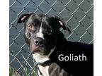 Adopt Goliath a White - with Black Labrador Retriever / Mixed dog in Warren