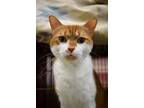 Adopt Rose a Orange or Red Domestic Shorthair / Mixed Breed (Medium) / Mixed