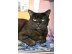 Adopt Cronos a All Black Domestic Shorthair / Domestic Shorthair / Mixed cat in