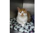 Adopt Sinka a Orange or Red Domestic Shorthair / Domestic Shorthair / Mixed cat