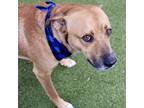 Adopt Jeremy a Tan/Yellow/Fawn Mixed Breed (Large) / Mixed dog in Largo