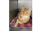 Adopt Triggs a Orange or Red Domestic Shorthair / Domestic Shorthair / Mixed cat