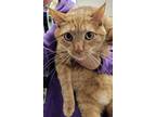 Adopt Opie (at Petco) a Orange or Red Domestic Shorthair / Mixed Breed (Medium)