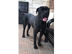 Adopt Panther a Black Cane Corso / Mixed dog in Mesquite, TX (41372471)