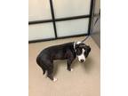 Adopt Lovebug a Black American Pit Bull Terrier / Mixed Breed (Medium) / Mixed