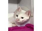 Adopt Ivory a White Domestic Shorthair / Domestic Shorthair / Mixed cat in
