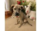 Adopt Ziggy a Tan/Yellow/Fawn Black Mouth Cur / Australian Cattle Dog / Mixed