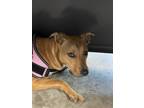 Adopt Ginger a Brown/Chocolate Black Mouth Cur / Mixed Breed (Medium) / Mixed