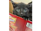 Adopt 55896086 a All Black Domestic Shorthair / Domestic Shorthair / Mixed cat